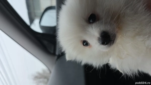 pomeranian