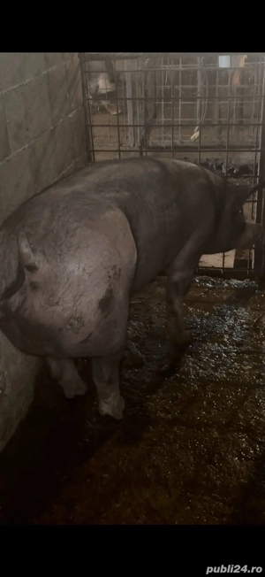 Disponibili Doi Porci de carne Bio  pentru sacrificat  - imagine 4