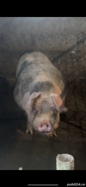 Disponibili Doi Porci de carne Bio  pentru sacrificat  - imagine 3