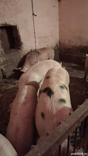 Porci de vanzare 