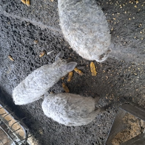 Mai sunt 3 scrofite mangalita disponibile în Mizil Prahova,  - imagine 2