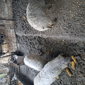 Mai sunt 3 scrofite mangalita disponibile în Mizil Prahova,  - imagine 3