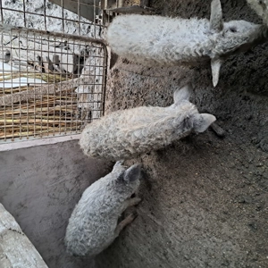 Mai sunt 3 scrofite mangalita disponibile în Mizil Prahova,  - imagine 4