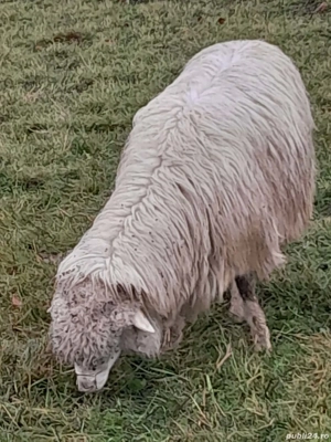 Vând oi bune de ținut - imagine 3