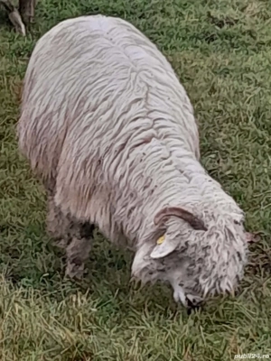 Vând oi bune de ținut - imagine 2