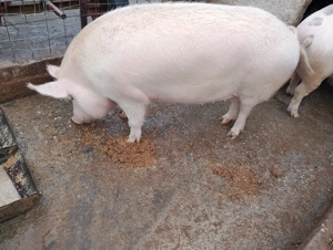 Vând porc de țară crescut natural 