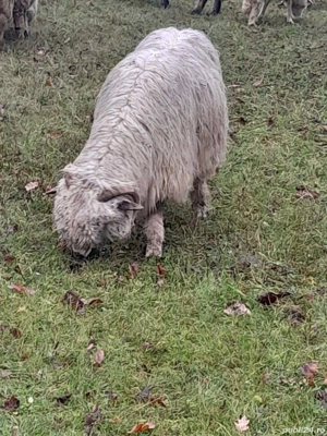 Vând oi bune de ținut - imagine 5