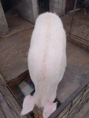 Vând porc de țară crescut natural  - imagine 2