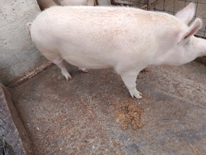 Vând porc de țară crescut natural  - imagine 3