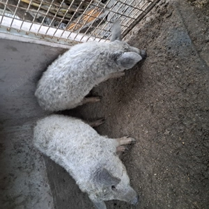 Mai sunt 3 scrofite mangalita disponibile în Mizil Prahova,  - imagine 5