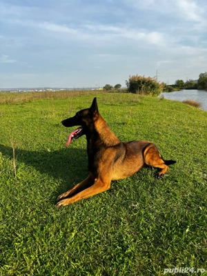 Pui din rasa Ciobanesc Belgian Malinois cu Pedigree tip A