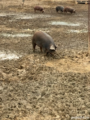 Duroc original - imagine 4