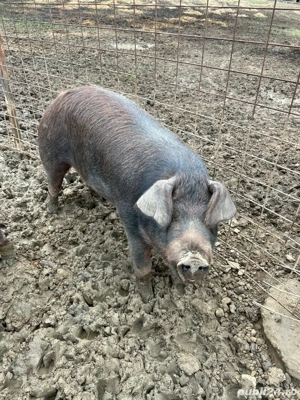 Duroc original - imagine 3