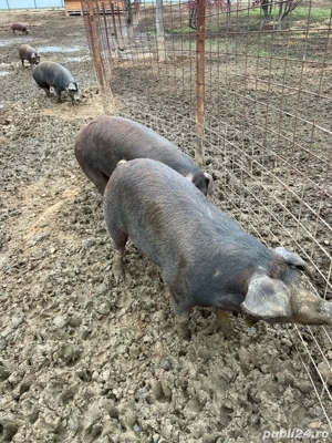 Duroc original - imagine 5