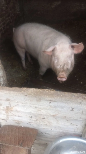 Porc de vanzare ! 
