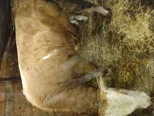 Vând taure bălțat de 650 kg - imagine 2