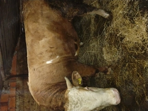 Vând taure bălțat de 650 kg - imagine 5