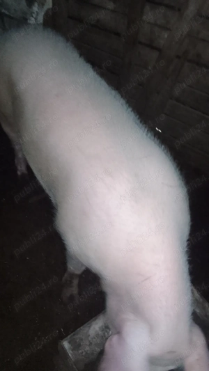 Porci de vinzare - imagine 2