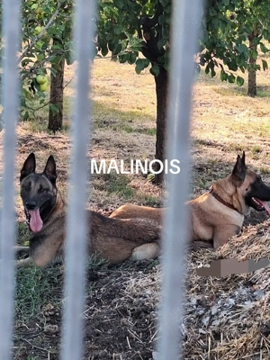 Căței de ciobanesc belgian - imagine 2