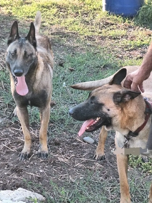 Căței de ciobanesc belgian - imagine 4