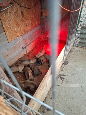 Căței de ciobanesc belgian - imagine 3