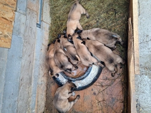 Căței de ciobanesc belgian - imagine 5