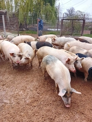 Porci de tara crescuti natural