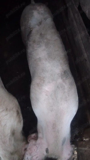 Porci de țară  - imagine 2