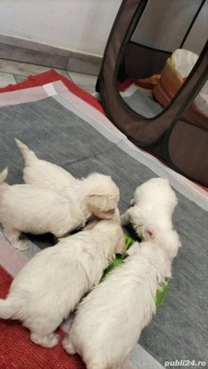 Catelusi bichon maltez