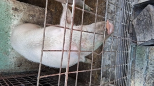 Porci de vanzare de sacrificat