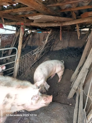 Porc de craciun - imagine 2