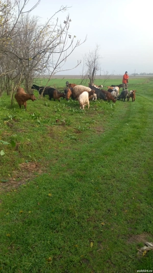 vind capre - imagine 6