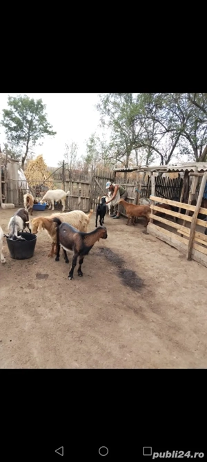 vind capre - imagine 2