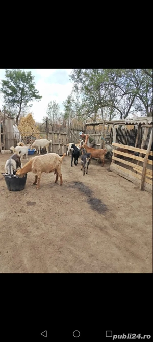 vind capre - imagine 3