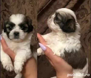 Bichon havanez mini toy  - imagine 2