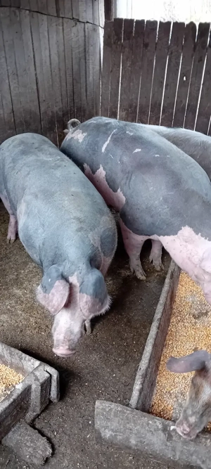 Vind porci  - imagine 4