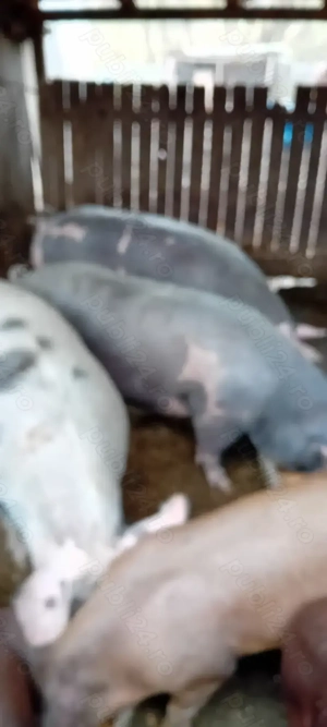 Vind porci  - imagine 2
