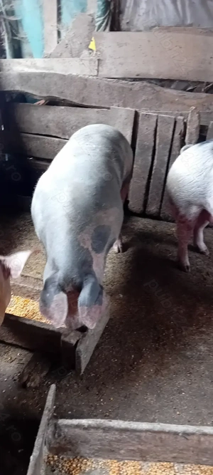 Vind porci  - imagine 3