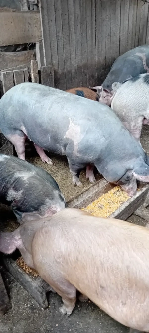 Vind porci  - imagine 5