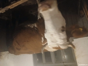 De vânzare  - imagine 2