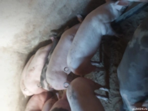 vând porci de carne. purcei soldani  - imagine 5