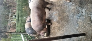 Porci de vanzare  - imagine 4
