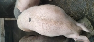 Porci de vanzare  - imagine 2