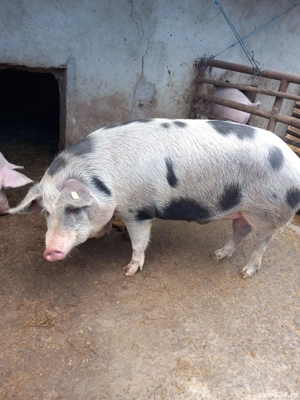 vand porci 110 120 kg tineri  - imagine 3