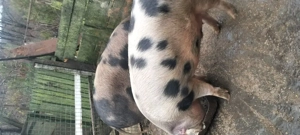 Porci de vanzare  - imagine 3