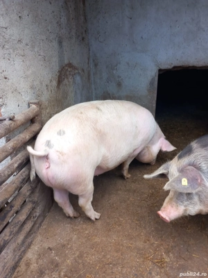 vand porci 110 120 kg tineri  - imagine 2