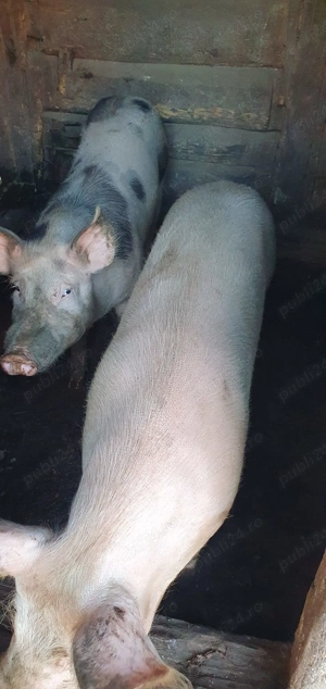 Vând porc  - imagine 2