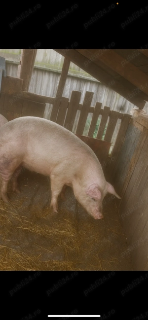 Vând porci  - imagine 2