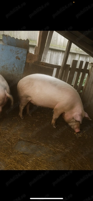 Vând porci  - imagine 3