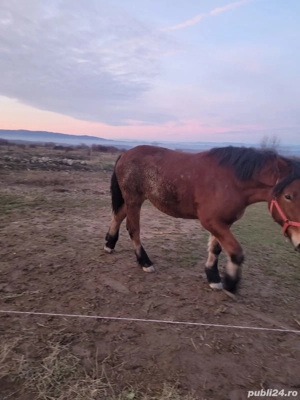 Vând mânză  - imagine 5